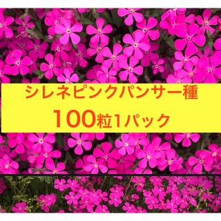 シレネピンパンサー種　100粒(プランター)