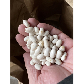手亡豆　1kg(米/穀物)