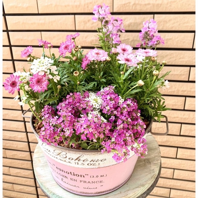 生花マーガレットモモコの寄せ植え♪