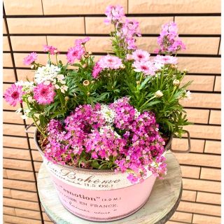 マーガレットモモコの寄せ植え♪(プランター)