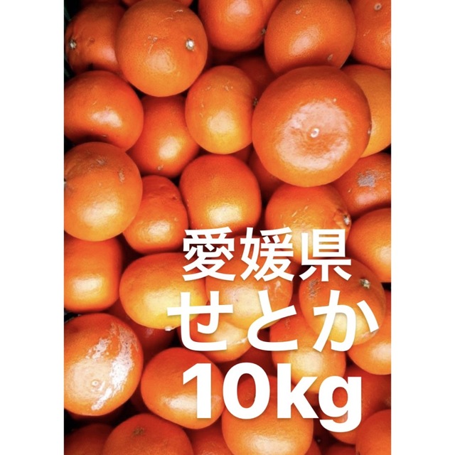 愛媛県産　せとか　柑橘　　10kg食品/飲料/酒