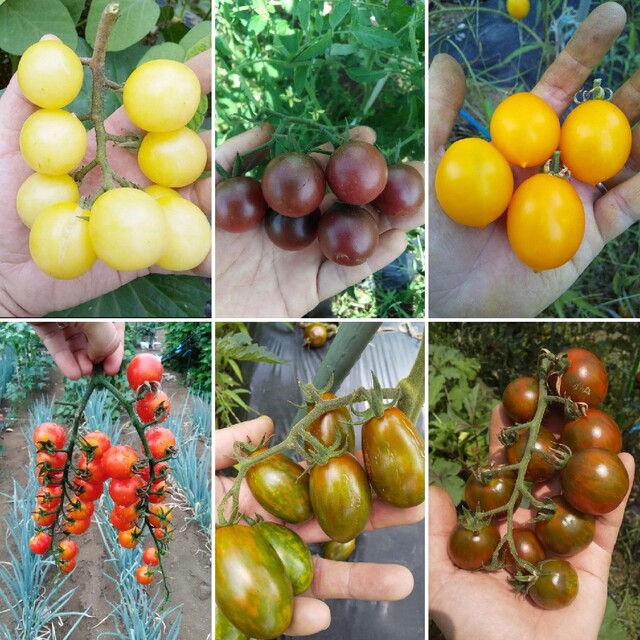ミニトマトの種  お楽しみカラフルミックス 20粒 ハンドメイドのフラワー/ガーデン(その他)の商品写真