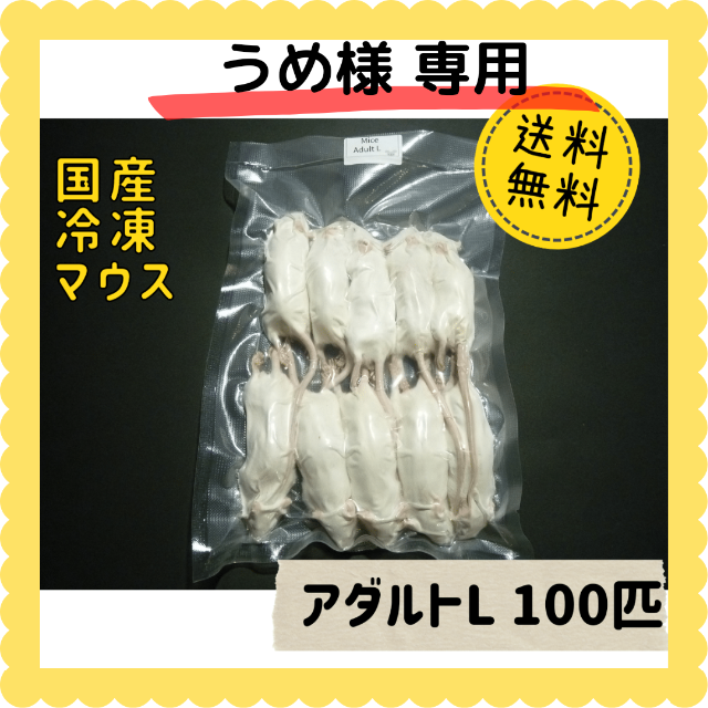 【うめ様専用】国産冷凍マウス アダルトL 100匹