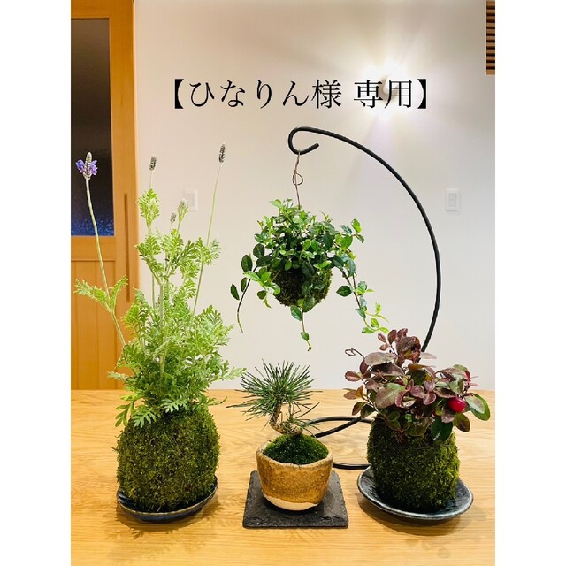 《ひまわりさま専用》苔玉３点とお皿３枚