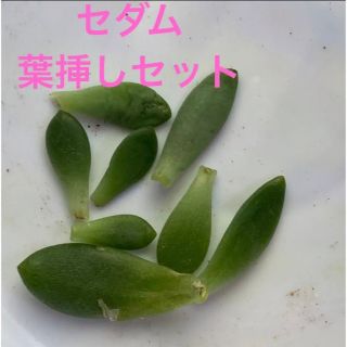 セダム　葉挿しセット(その他)