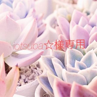 iotsuba☆様専用♡速達(その他)