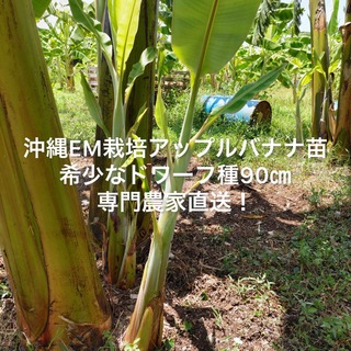 ✿アップルバナナの苗！EM栽培ドワーフ90cm以上！沖縄アップルバナナ専門農家！
