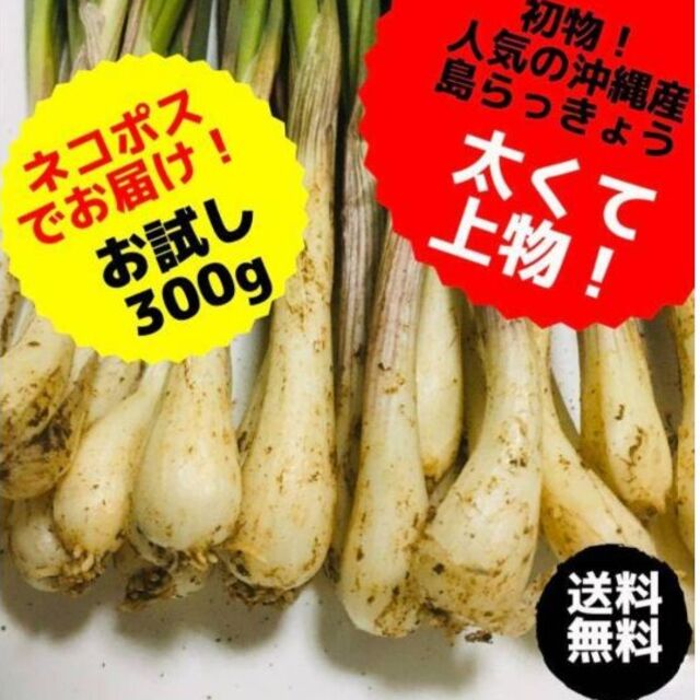 沖縄本島北部産　やんばるから産直！ 島らっきょう　300g 食品/飲料/酒の食品(野菜)の商品写真