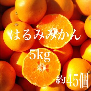 はるみみかん　5kg @2(フルーツ)