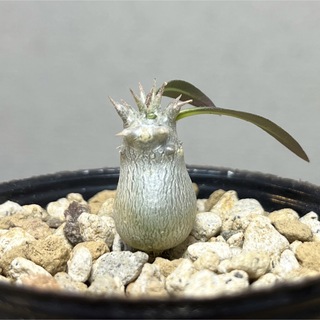 【第四種速達】10ロスラーツム パキポディウム 国内実生 塊根植物 珍奇植物(その他)