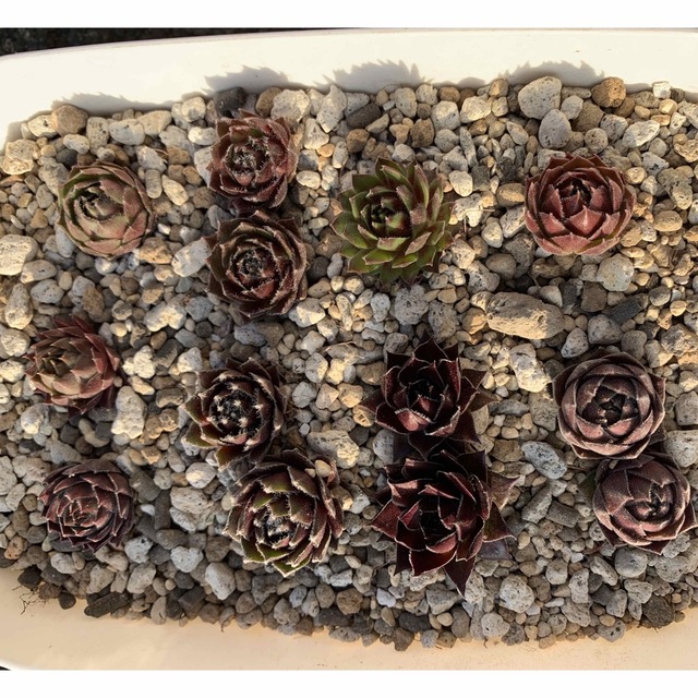 センペルビウム  ＊お名前付きチビ苗セット＊　9種・13苗 ハンドメイドのフラワー/ガーデン(その他)の商品写真