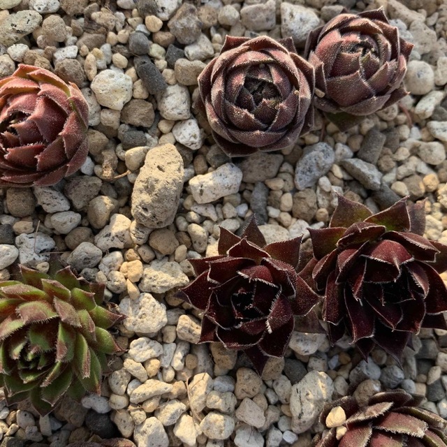 センペルビウム  ＊お名前付きチビ苗セット＊　9種・13苗 ハンドメイドのフラワー/ガーデン(その他)の商品写真