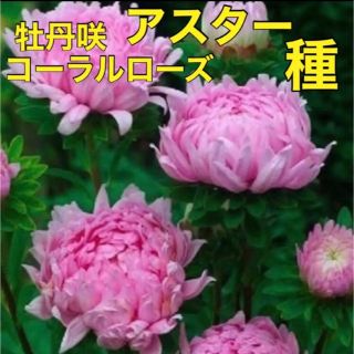 ピンクの 牡丹咲  アスター   種 ♡コーラルローズ♡  花種  種子 花の種(その他)