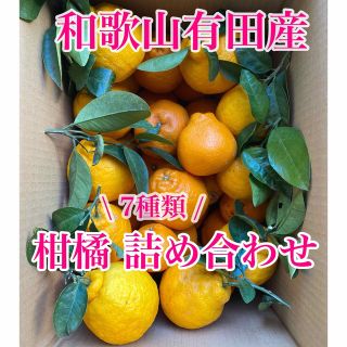 有田産 7種類の柑橘詰め合わせ(フルーツ)