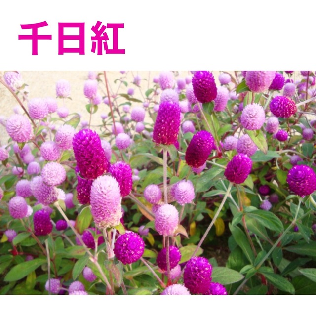 花の種　ダリア　千日紅（2色）クレオメ ハンドメイドのフラワー/ガーデン(その他)の商品写真