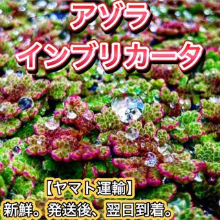 アゾラ 水草 浮草 ウキクサ ビオトープ メダカ めだか 熱帯魚(アクアリウム)