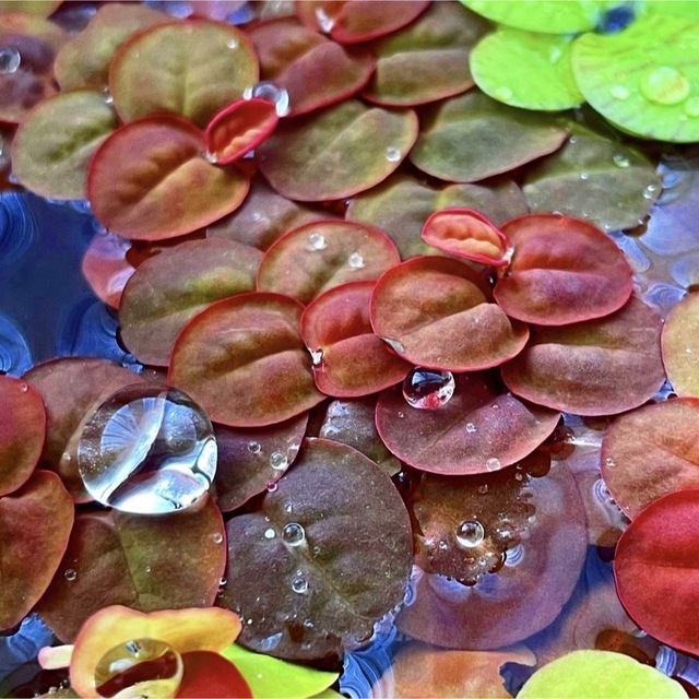 フィランサスフルイタンス ２０株 浮草 水草 ビオトープ 水槽 メダカ 熱帯魚 その他のペット用品(アクアリウム)の商品写真