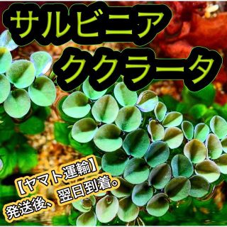 ★サルビニアククラータ＋ａ 水草 浮草 ビオトープ めだか メダカ 熱帯魚(アクアリウム)