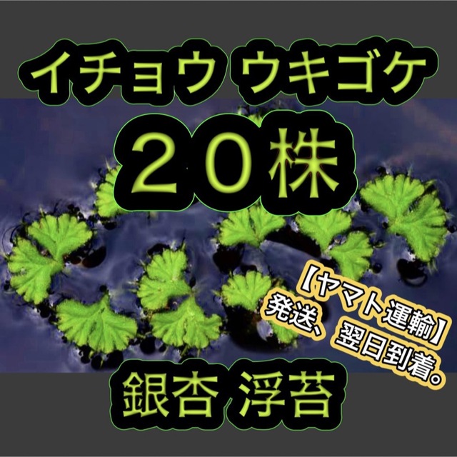 銀杏浮苔 イチョウウキゴケ 20株 水草 浮草 メダカ めだか 金魚 熱帯魚 その他のペット用品(アクアリウム)の商品写真