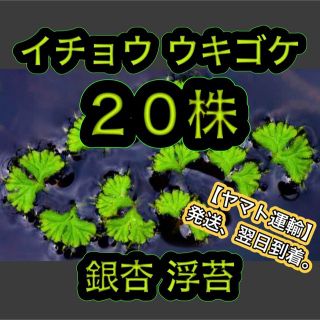 銀杏浮苔 イチョウウキゴケ 20株 水草 浮草 メダカ めだか 金魚 熱帯魚(アクアリウム)