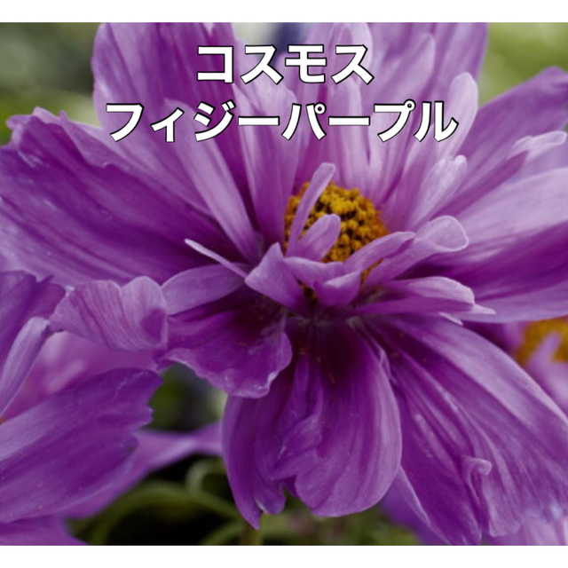 花の種  コスモス 種♡フィジーパープル♡  花種 種子 ハンドメイドのフラワー/ガーデン(その他)の商品写真
