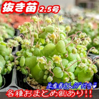 レア♪【抜き苗】ネモロサ 多肉植物 クラッスラ 紅葉 プレステラ プラ鉢(その他)