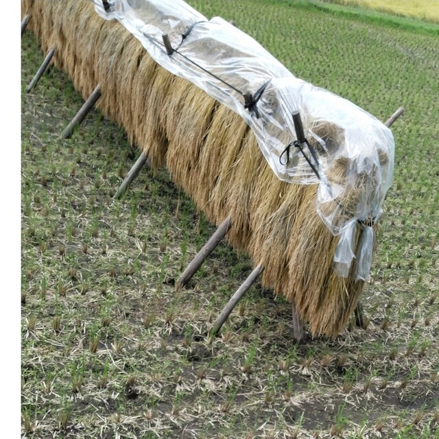 令和4年産栃木県ゆうだい21玄米10キロ無農薬にて作ってお米です食品/飲料/酒