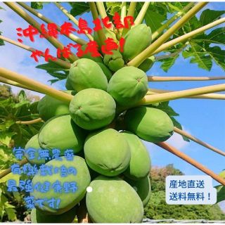 沖縄島やんばる産直！！健康美容野菜 ！沖縄産島野菜 青パパイヤ2.2kg(野菜)