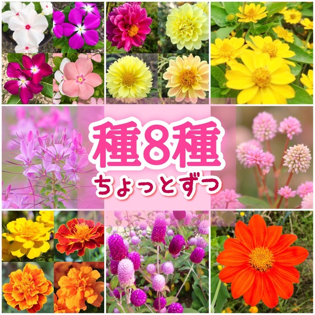 夏に咲く春蒔きの花の種 8種類 ちょっとずつ ハンドメイドのフラワー/ガーデン(その他)の商品写真