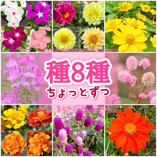 夏に咲く春蒔きの花の種 8種類 ちょっとずつ(その他)