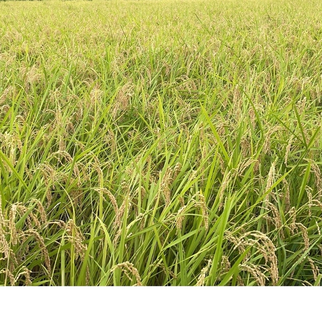 食品残りわずか　自然栽培米　完全無農薬無肥料コシヒカリ　令和4年新米 10㎏　玄米