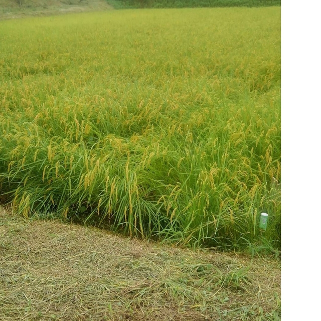 残りわずか！自然栽培米　無農薬無肥料コシヒカリ　令和元年新米　限定10㎏　玄米
