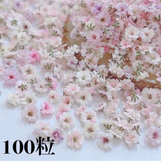 かすみ草　ドライフラワー　ペールピンクMIX100粒(ドライフラワー)