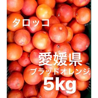 愛媛県産　ブラッドオレンジ　タロッコ　小玉　柑橘　5kg(フルーツ)