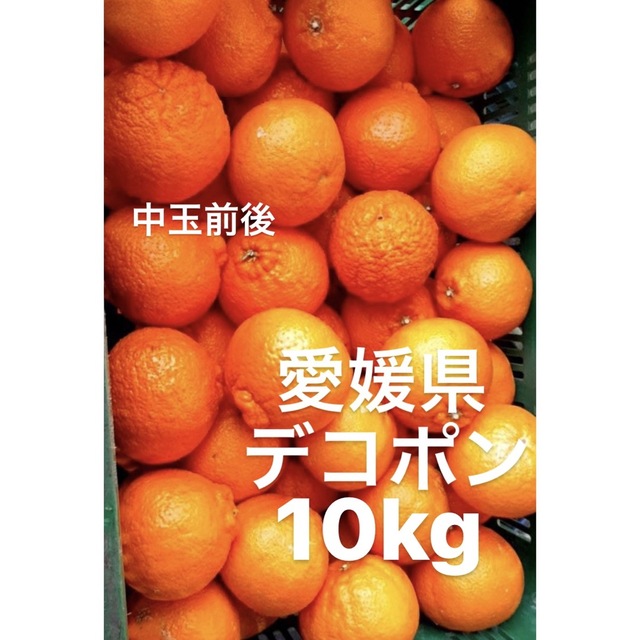 愛媛県　デコポン　柑橘　10kg 食品/飲料/酒の食品(フルーツ)の商品写真