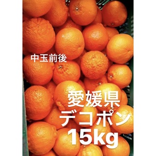 愛媛県　デコポン　柑橘　15kg(フルーツ)