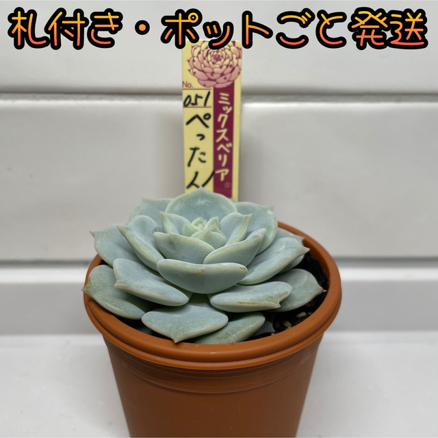 札付き・ポットごと速達】ミックスベリア ぺったん-