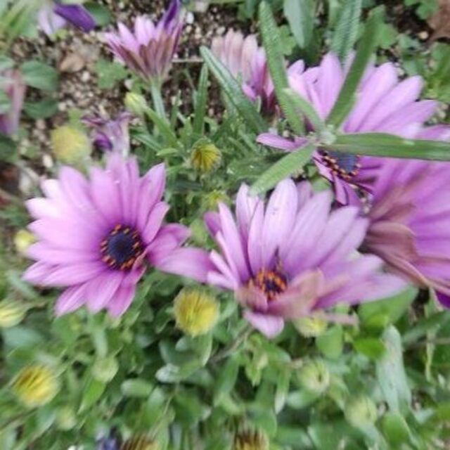 🌷挿し穂5本🌷花のカーペット🌷オステオスペルマム薄紫 ハンドメイドのフラワー/ガーデン(プランター)の商品写真