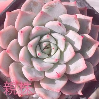 D レア　多肉植物　ピンクザラゴーサ　葉挿し♡(その他)