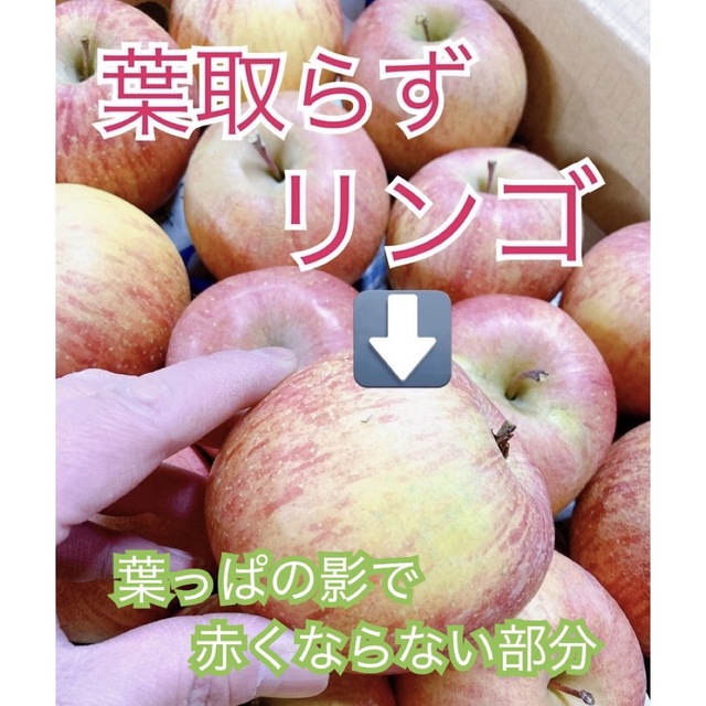 3月19日発送。会津の樹上葉取らず家庭用リンゴ約38個入り　 食品/飲料/酒の食品(フルーツ)の商品写真