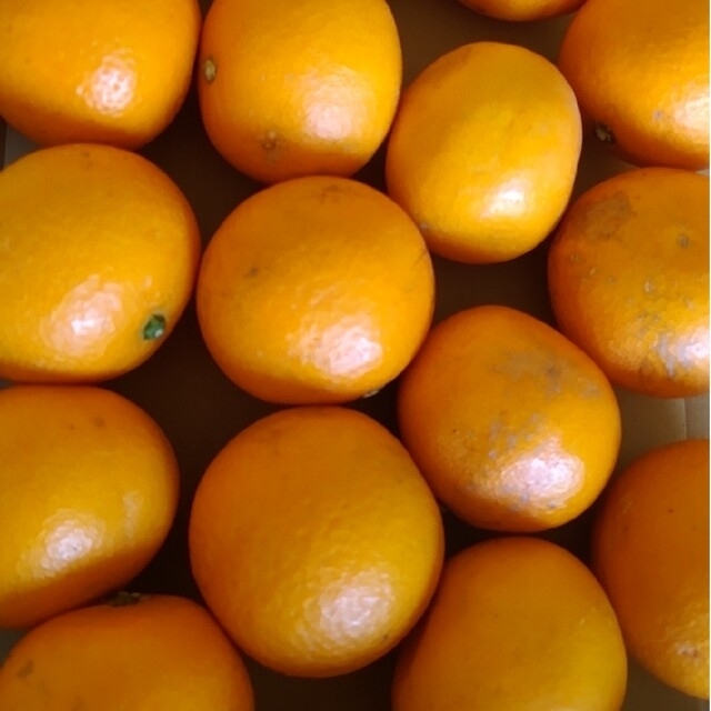 和歌山産清見オレンジ一箱 食品/飲料/酒の食品(フルーツ)の商品写真