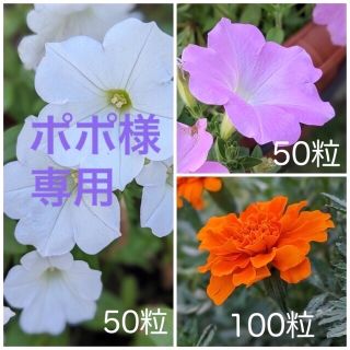 花の種３種セット　白と淡いピンクのペチュニア・色鮮やかなマリーゴールド(プランター)