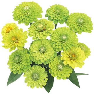 【花の種】ジニア　クイーンライム　百日草　１５粒　グリーンの八重～半八重(プランター)