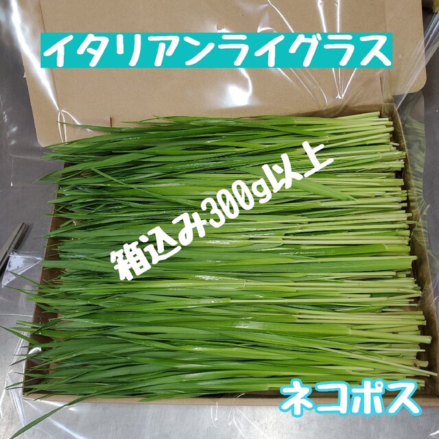 無料長期保証 生牧草オーツヘイコンパクトボックス 小動物用品 無料長期保証 生牧草オーツヘイコンパクトボックス 小動物用品