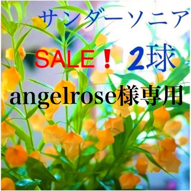 angelrose様専用　4球 ハンドメイドのフラワー/ガーデン(その他)の商品写真