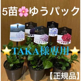 🌸TAKA様専用🌸《紫陽花苗　コットンキャンディ》(その他)