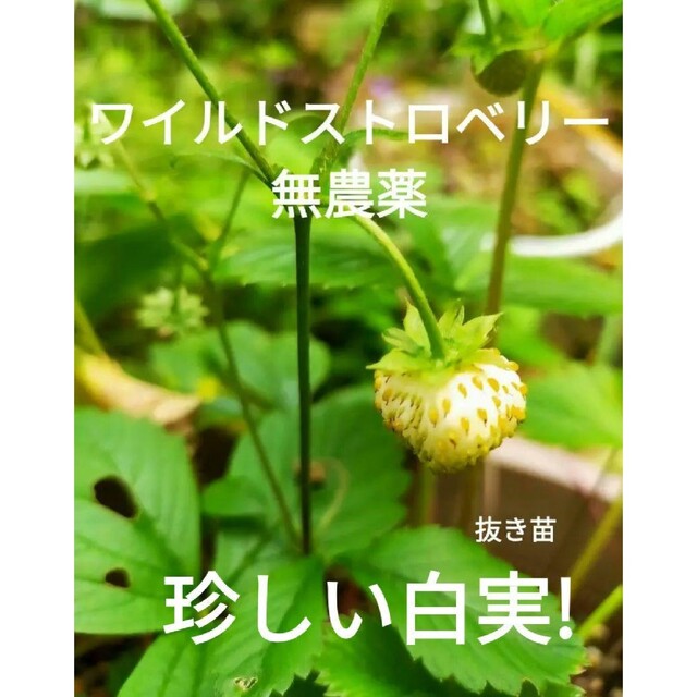 ワイルドストロベリー　白　無農薬　無化学肥料　抜き苗 ハンドメイドのフラワー/ガーデン(プランター)の商品写真