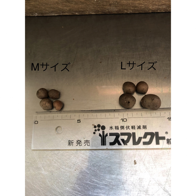 ムカゴ　むかご　Lサイズ　1.2kg 岩手県八幡平市産 食品/飲料/酒の食品(野菜)の商品写真