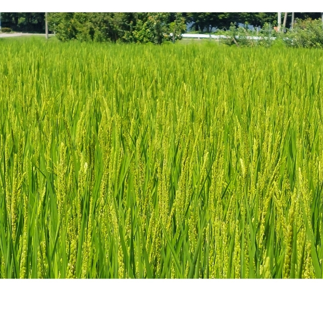 令和4年度産　20㎏　「特別栽培米」「はぜかけ米」コシヒカリ　米/穀物