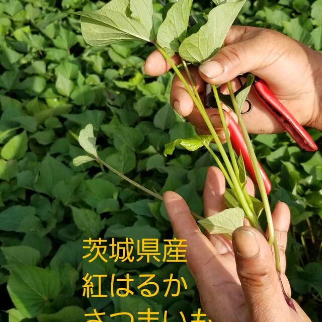 紅はるか苗®️100本4月上旬より順次発送正規販売店ウイルスフリー苗さつまいも 紅はるか苗®️100本4月上旬より順次発送正規販売店ウイルスフリー苗さつまいも